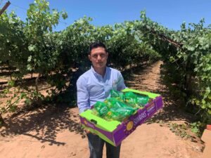 Sunrays inaugural Sonoran grape season underway