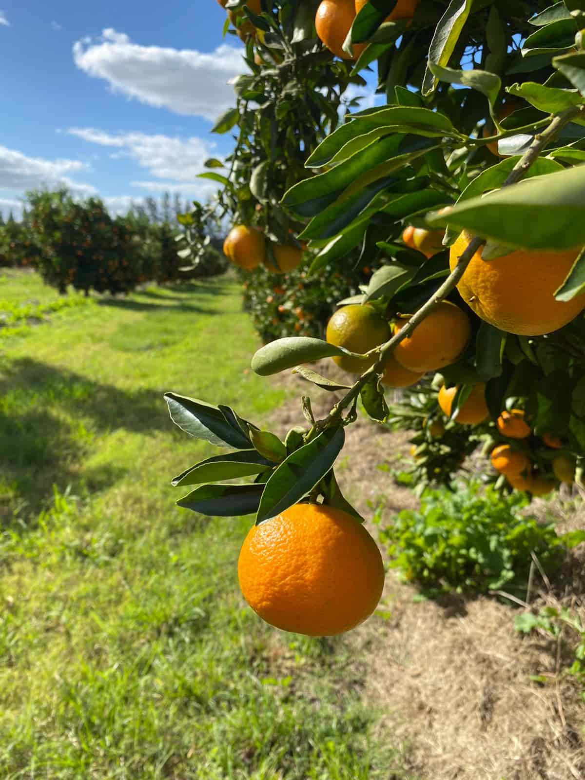 c7c2b8c0-ea01-4896-bcd6-c745694d06d1-2