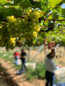 US grape importer gears up for Brazilian season