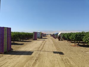 Jac. Vandenberg Expands Sunrays Program with Year-Round Premium California Grapes and Welcomes New Director of National Business Development